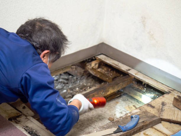 Best DIY Mold Remediation Support Services in Westport Village, CT