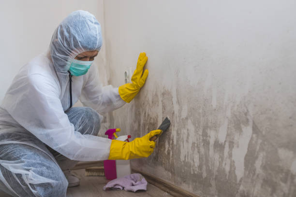 Best Commercial Mold Remediation in Westport Village, CT
